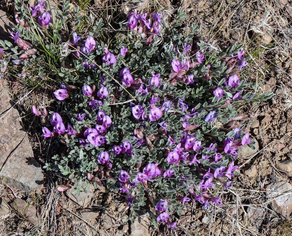 Woollypod milkvetch (2)