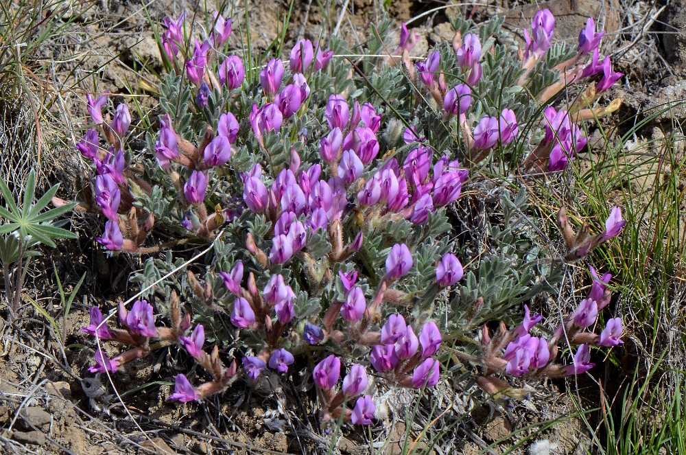 Woollypod milkvetch