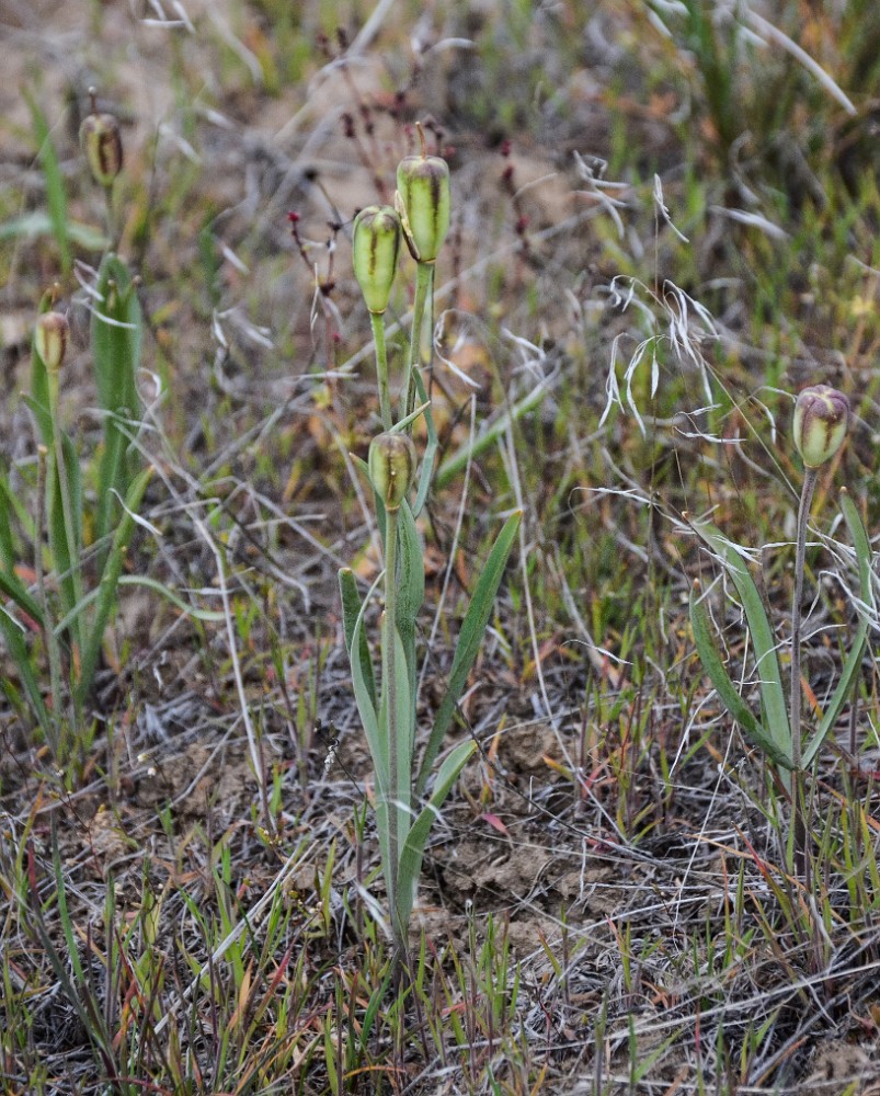 Yellow fritillary - Fritillaria pudica3