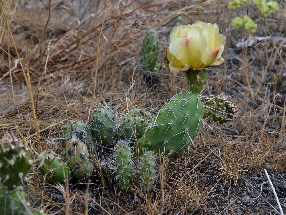 brittle prickly-pear (2)