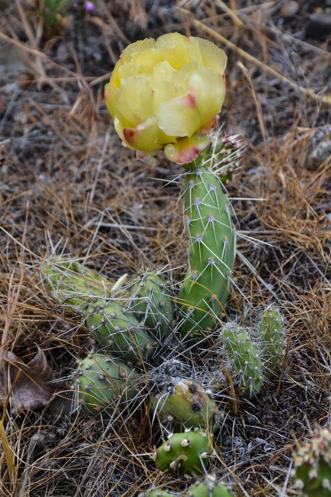 brittle prickly-pear