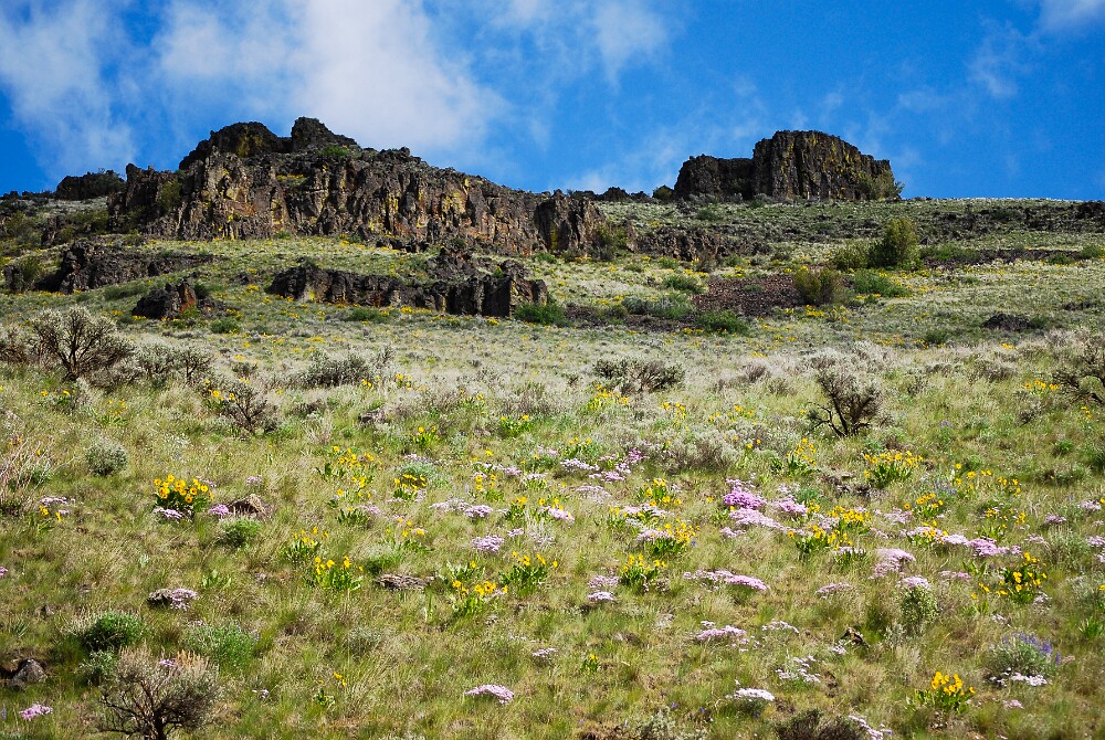 canyon spring