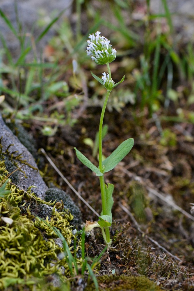 longhorn plectritis (2)