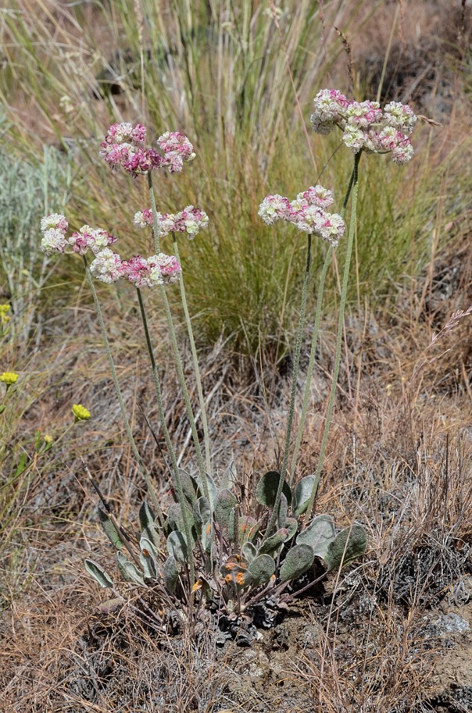 strict buckwheat Eriogonum strictum var. proliferum1