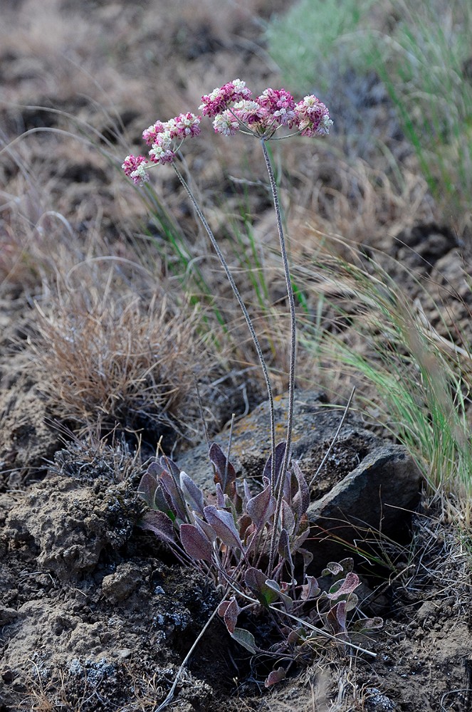 strict buckwheat Eriogonum strictum var. proliferum4