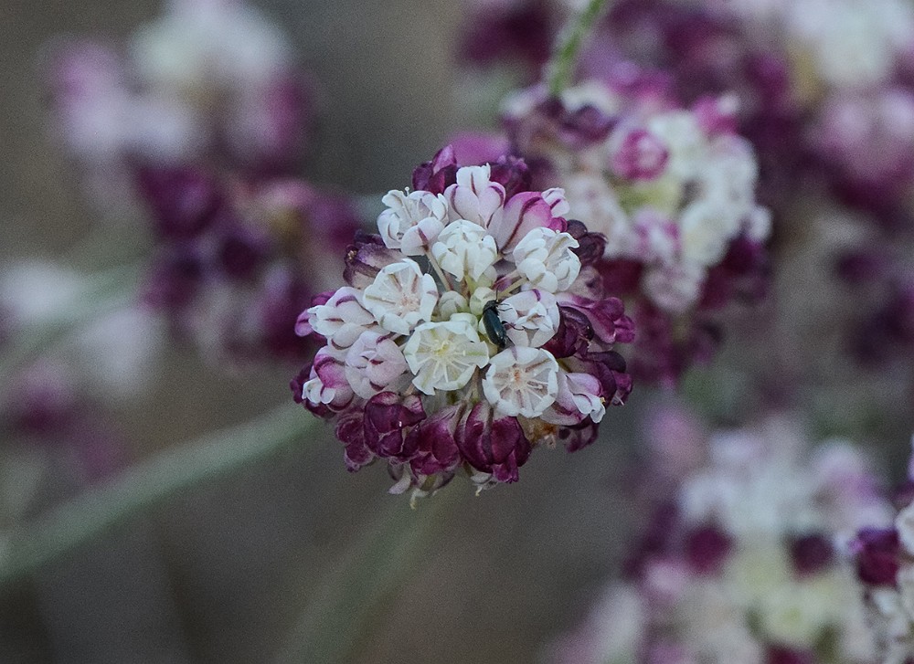 strict buckwheat Eriogonum strictum var. proliferum5