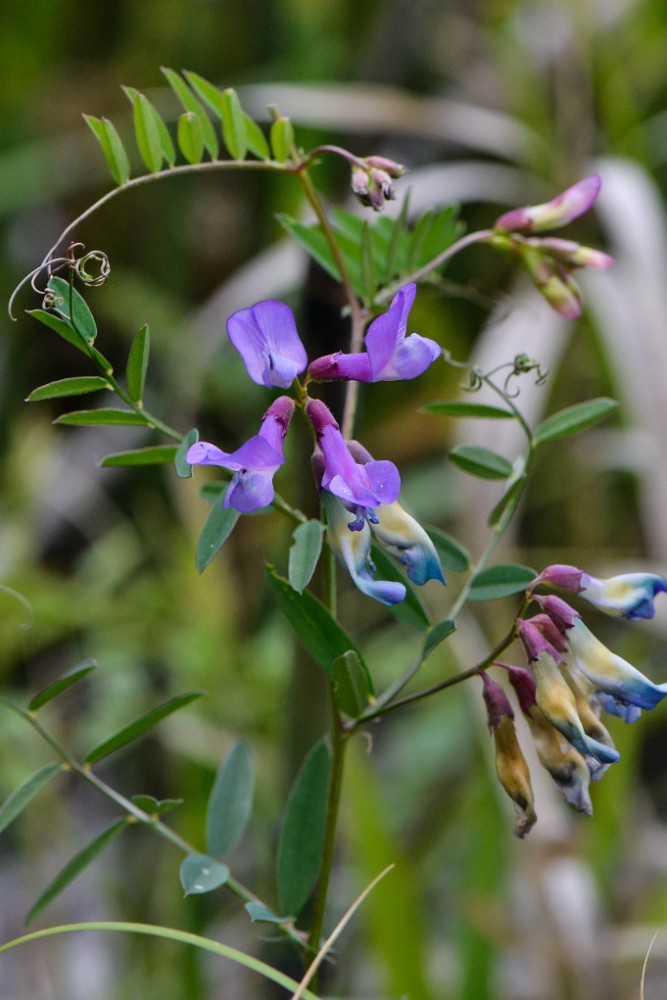 wild pea (Lathyrus)