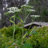 American cow-parsnip