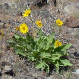 Arrowleaf balsamroot - Balsamorhiza sagittata (2)