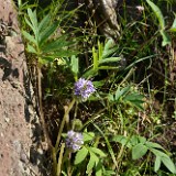 Ballhead waterleaf (3)