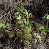 Ballhead waterleaf - Hydrophyllum capitatum