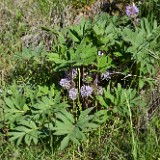 Ballhead waterleaf