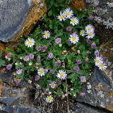 Basalt daisy (2)