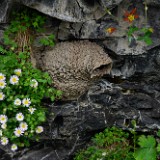 Basalt daisy, Cliff swallow nest and Red columbine