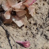 Bitterroot - Lewisia rediviva (1)