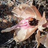 Bitterroot - Lewisia rediviva (4)