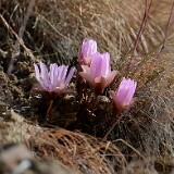 Bitterroot - Lewisia rediviva-4