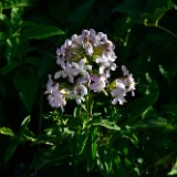 Bouncing bet - Saponaria officinalis (2)