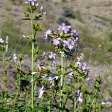 Bouncing bet - Saponaria officinalis