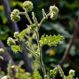 Branching phacelia (3)