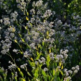 Broad-leaved pepperweed