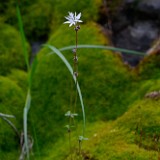 Bulbous woodlandstar - Lithophragma glabrum (2)