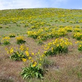 Carey's balsamroot (3)