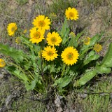 Carey's balsamroot (5)