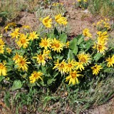 Carey's balsamroot (8)