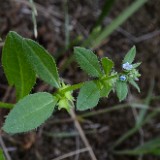 Catchweed, madwort - Asperugo procumbens (introduced)