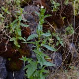 Ciliate willowherb - Epilobium glandulosum (2)