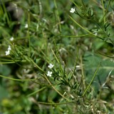 Ciliate willowherb - Epilobium glandulosum