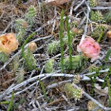 Columbia prickly-pear