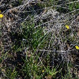 Common spring-gold and Sagebrush buttercup