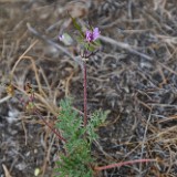 Common stork's-bill, redstem - Erodium cicutarium (Introduced)1