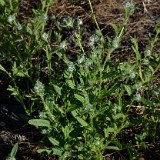 Cryptantha (4)