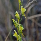 Dalmation toadflax