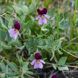 Desert pansy-Viola trinervata