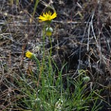 Desert yellow daisy - Erigeron linearis (2)