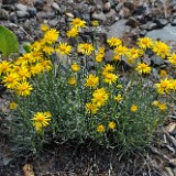 Desert yellow daisy - Erigeron linearis (4)