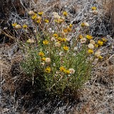 Desert yellow daisy - Erigeron linearis (6)