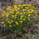 Desert yellow daisy