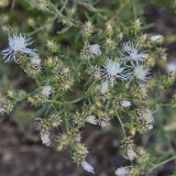 Diffuse knapweed - Centaurea diffusa