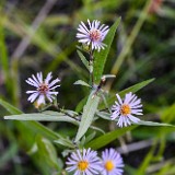 Douglas' aster - Symphyotrichum subspicatum