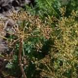 Fern-leaf biscuitroot - Lomatium dissectum