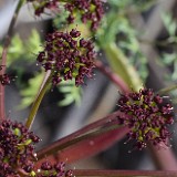 Fern-leaf biscuitroot - Lomatium dissectum1