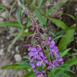 Fireweed