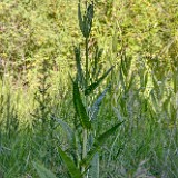 Fuller's-teasel (3)