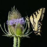 Fuller's-teasel