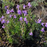 Gairdner's penstemon